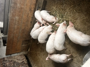 Vând 9 purcei de 12 saptamani  - imagine 3