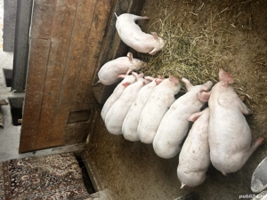 Vând 9 purcei de 12 saptamani  - imagine 4