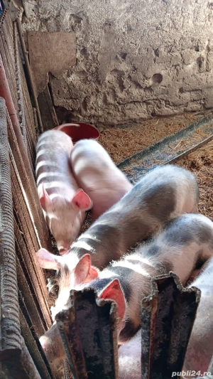 Purcei de vânzare  - imagine 4