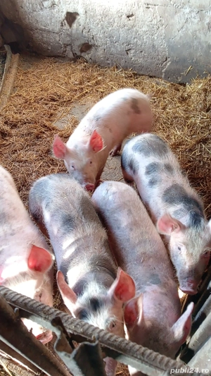Purcei de vânzare  - imagine 2