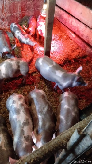 Purcei de vânzare 