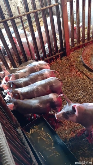 Purcei de vânzare  - imagine 3
