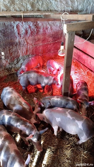 Purcei de vânzare  - imagine 5