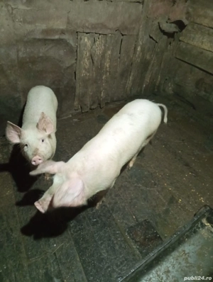 Purcei de vanzare  - imagine 3