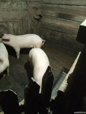 Purcei de vanzare  - imagine 2
