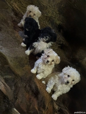 vand catei bichon - imagine 2