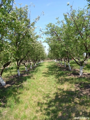 Teren de vanzare Pielesti - imagine 3