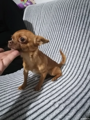 Chihuahua 