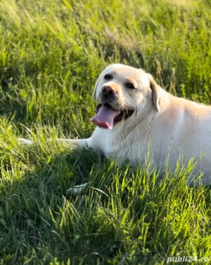 Donez Labrador Retriever auriu   3 ani, pedigree, din părinți campioni