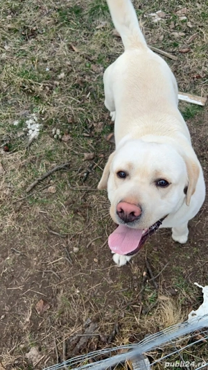 Donez Labrador Retriever auriu   3 ani, pedigree, din părinți campioni - imagine 4