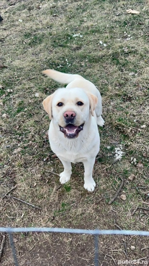 Donez Labrador Retriever auriu   3 ani, pedigree, din părinți campioni - imagine 3