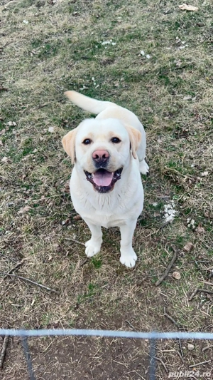 Donez Labrador Retriever auriu   3 ani, pedigree, din părinți campioni - imagine 5