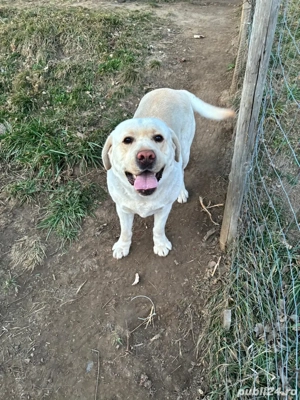 Donez Labrador Retriever auriu   3 ani, pedigree, din părinți campioni - imagine 2