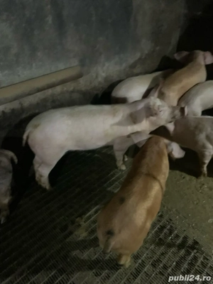 Godini de vânzare frumoși