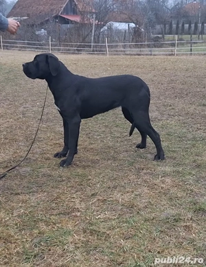 Cane Corso, pedigree FCI, junioară.  - imagine 4