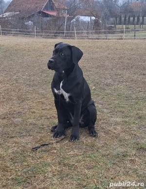 Cane Corso, pedigree FCI, junioară.  - imagine 3