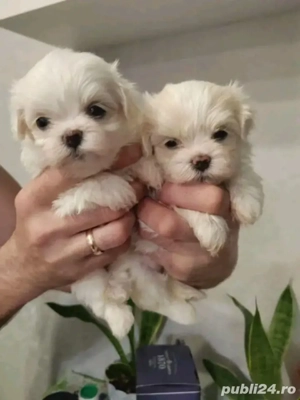 Puiuți mini toy poze reale 