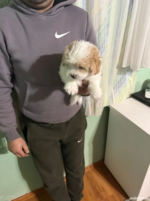 De vinzare bison maltez baietel 