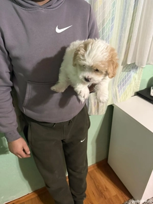 De vinzare bison maltez baietel 