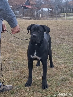 Cane Corso, pedigree FCI, junioară.  - imagine 2