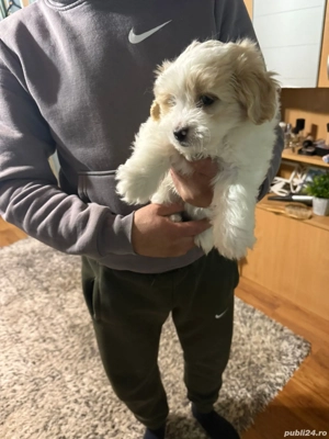 De vinzare bison maltez baietel  - imagine 3