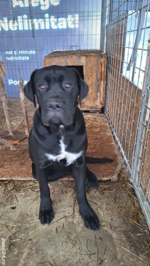Cane Corso, pedigree FCI, junioară.  - imagine 5