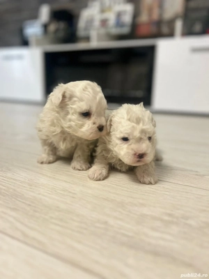 Vând bichon maltez mini toy - imagine 3