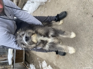 Ciobănesc mioritic cu caucazian  - imagine 2