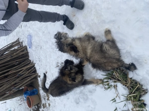 Ciobănesc mioritic cu caucazian  - imagine 3