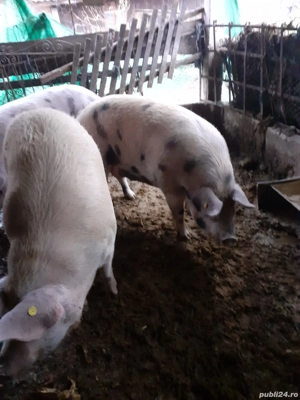 Porci de vanzare - imagine 2