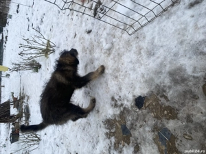 Ciobănesc mioritic cu caucazian  - imagine 4