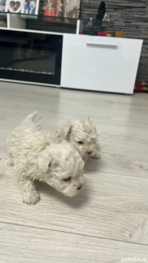 Vând bichon maltez mini toy - imagine 5