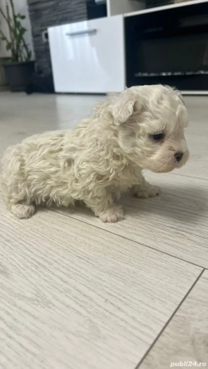 Vând bichon maltez mini toy - imagine 4