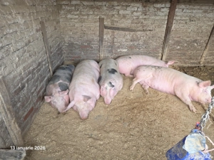 Vând 2 porci rasa de carne - imagine 2