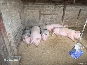 Vând 2 porci rasa de carne - imagine 3