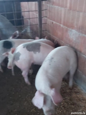 Vând suldei !!!!! - imagine 3