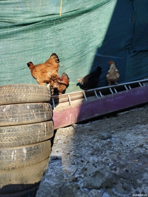 Vând cinci găini outoare, de anul trecut. - imagine 2