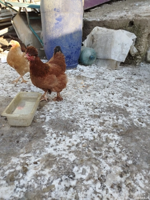 Vând cinci găini outoare, de anul trecut. - imagine 4