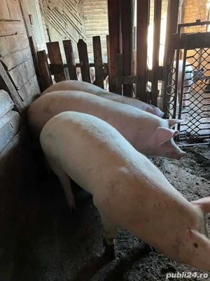 Vând porci 