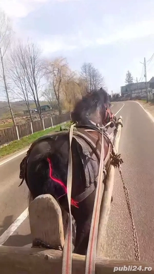 Vând cal castrat de 5 ani 