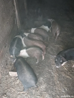 Purcei bazna si durok  - imagine 2