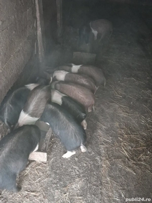 Purcei bazna si durok  - imagine 3