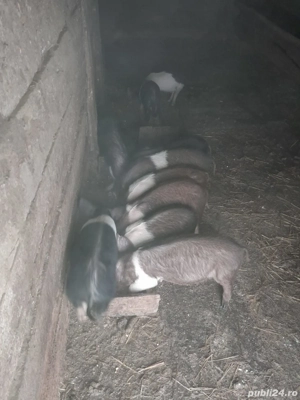 Purcei bazna si durok 