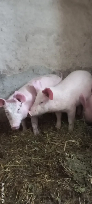 Purcei Marele Alb x Pietrain 35-40kg Turnu Magurele Preț 750 și 700Lei o733345270 - imagine 4