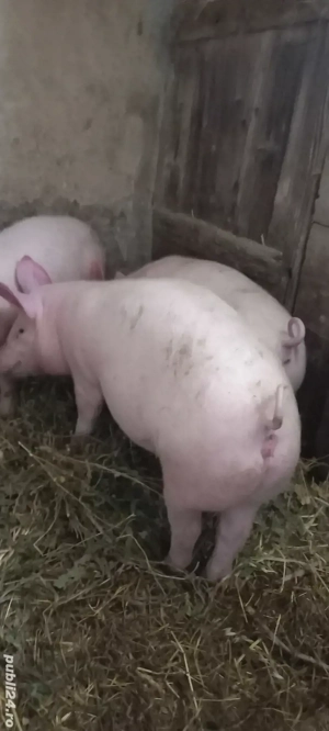 Purcei Marele Alb x Pietrain 35-40kg Turnu Magurele Preț 750 și 700Lei o733345270 - imagine 3