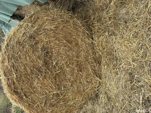 Vând paie de grâu