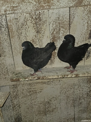 De vanzare porumbei king - imagine 2