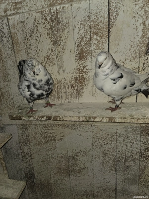 De vanzare porumbei king - imagine 3