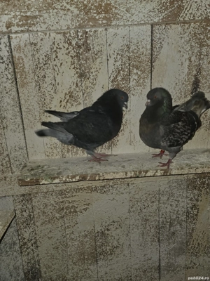 De vanzare porumbei king - imagine 4