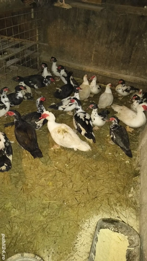 vand rațe rățoi mute